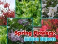 Joc Flors de Primavera: Objectes Amagats en línia