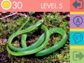 Игра 15 Картинных викторин онлайн