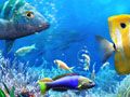Игра Давай рыбу онлайн Игра Давай рыбу онлайн