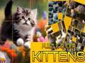 Игра Скользящая головоломка Коты онлайн Игра Скользящая головоломка Коты онлайн