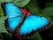 Nature Jigsaw Puzzle Butterfly