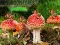 Mushroom Forest Adventure