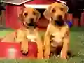 Игра Загадка щенков онлайн