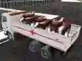 Truck Transport Domestic Animals