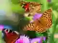 Игра Бабочки: Пятнашки онлайн Игра Бабочки: Пятнашки онлайн