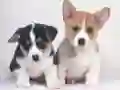 Игра Милые щенки: Пазл онлайн