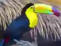 Игра Пазл Птица Тукан онлайн