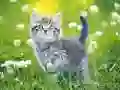 Игра Котята Пазл онлайн