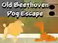 Old Beethoven Dog Escape